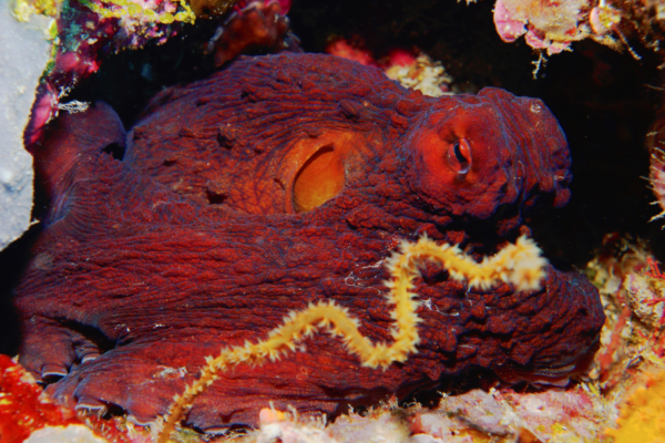 best dive spots in wakatobi