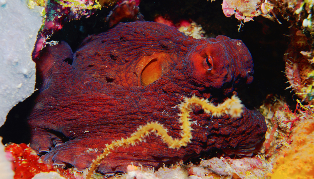 Best dive spots in wakatobi