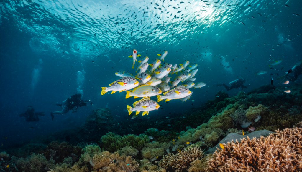diving in raja ampat