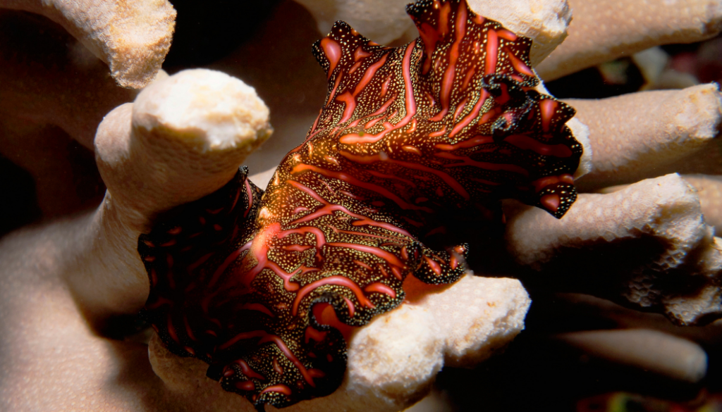 marine life in wakatobi