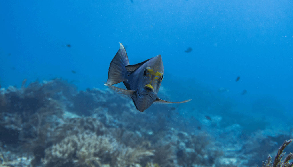 komodo diving season