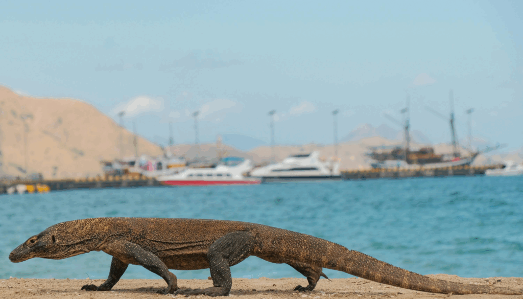komodo dragons