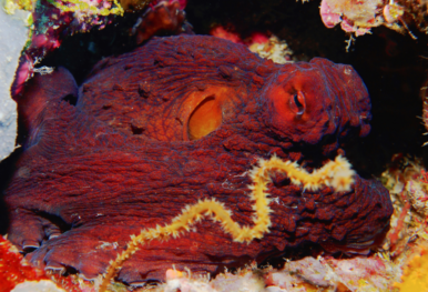 best dive spots in wakatobi