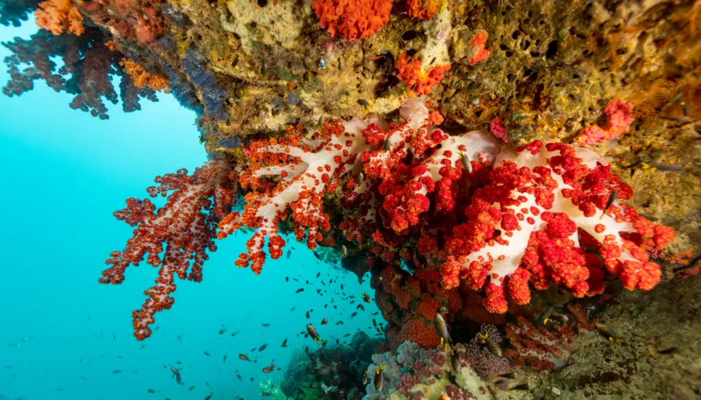 liveaboard destinations in indonesia