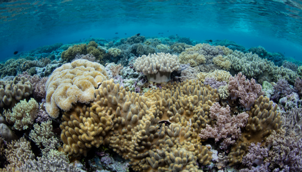 wakatobi is premier diving destination